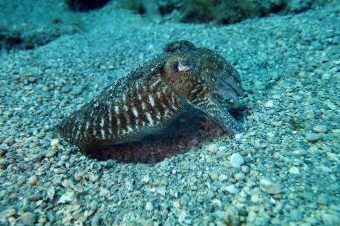 Split-Makarska-Brela Try SCUBA Dive - Customer Testimonials