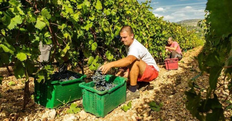 Split or Trogir: Krka Waterfalls & Wine and Food tasting - Introduction