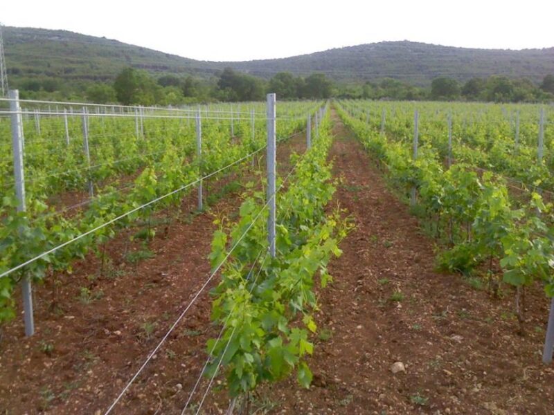 Split or Trogir: Krka Waterfalls & Wine and Food tasting - A Well-Balanced Tour for Nature and Culture Lovers