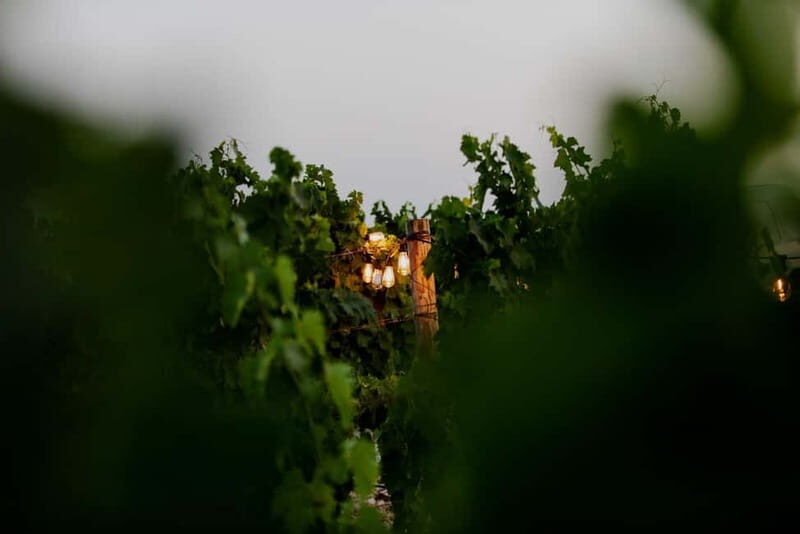 Split: Sip & Celebrate Wine-tasting Hen Party in a Vineyard - Final Thoughts