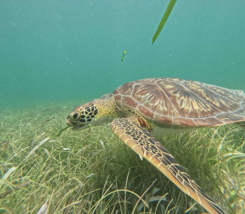 sport fishing and snorkeling in the reef in costa maya - An Honest Look at the Experience