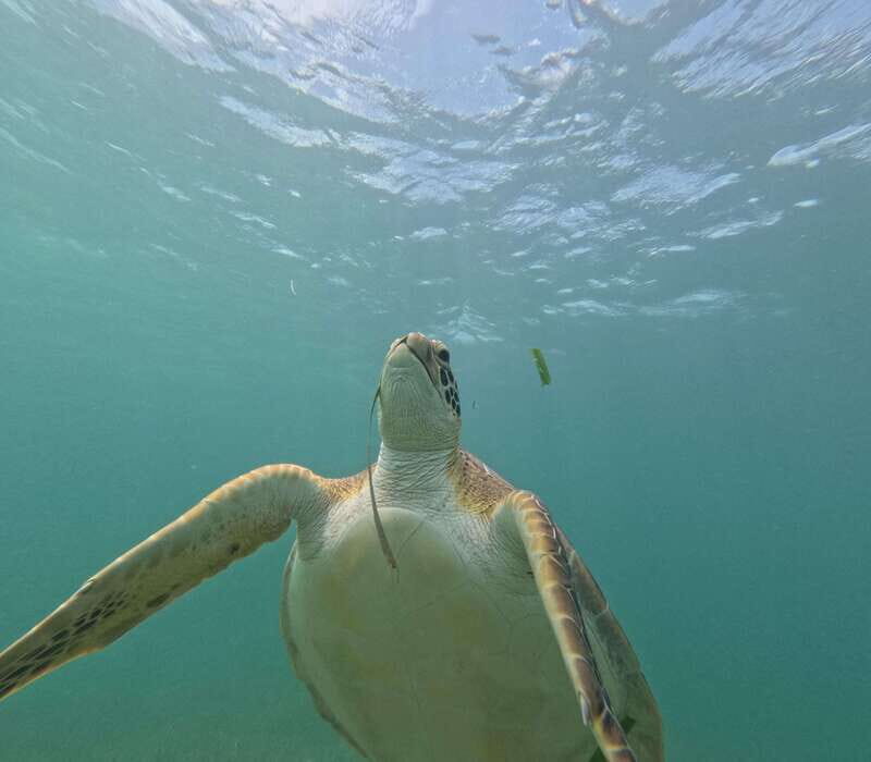sport fishing and snorkeling in the reef in costa maya - What Travelers Are Saying