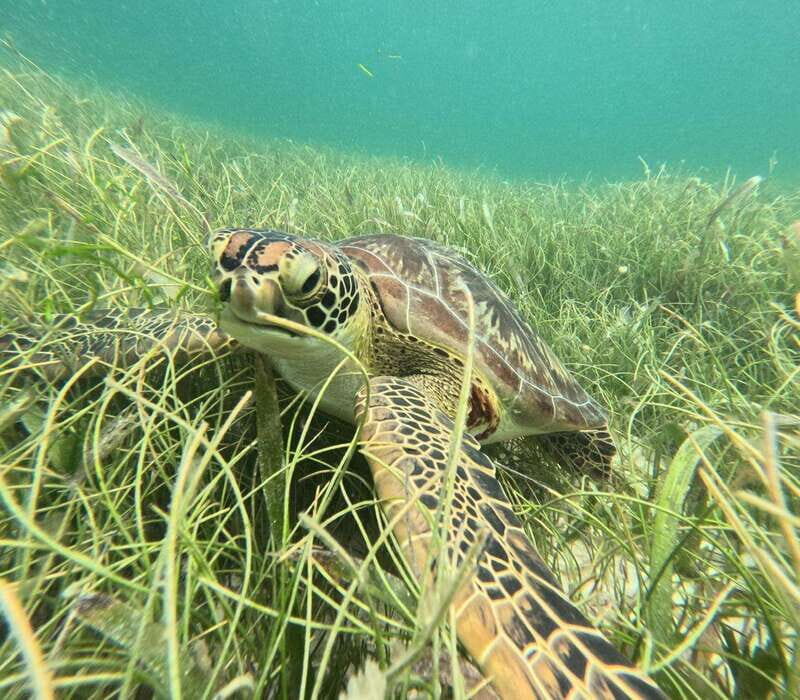 sport fishing and snorkeling in the reef in costa maya - Who Should Consider This Tour?