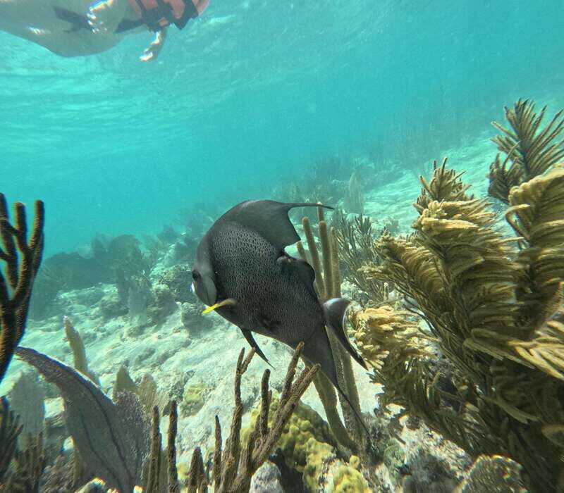 sport fishing and snorkeling in the reef in costa maya - Final Thoughts