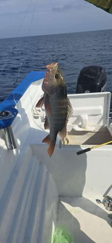 Sport fishing in mazatlan - FAQs