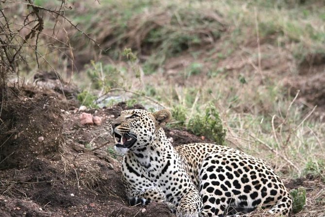 Spotting Africa Big Five (5) Animals. - Planning Your Safari Adventure