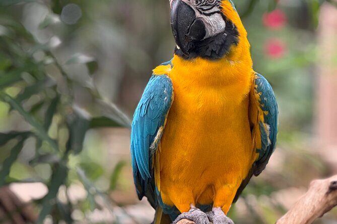 Spring Cherry Blossom Tour Victoria YYJ Airport Pickup - Detailed Breakdown of the Itinerary