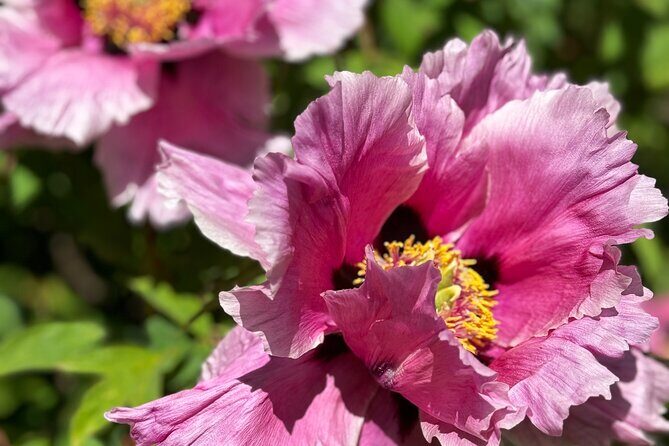 Spring Cherry Blossom Tour Victoria YYJ Airport Pickup - FAQs