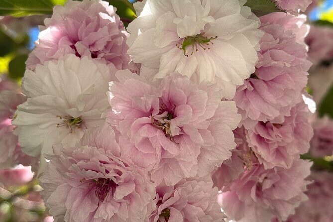 Spring Cherry Blossom Tour Victoria YYJ Airport Pickup - Final Word