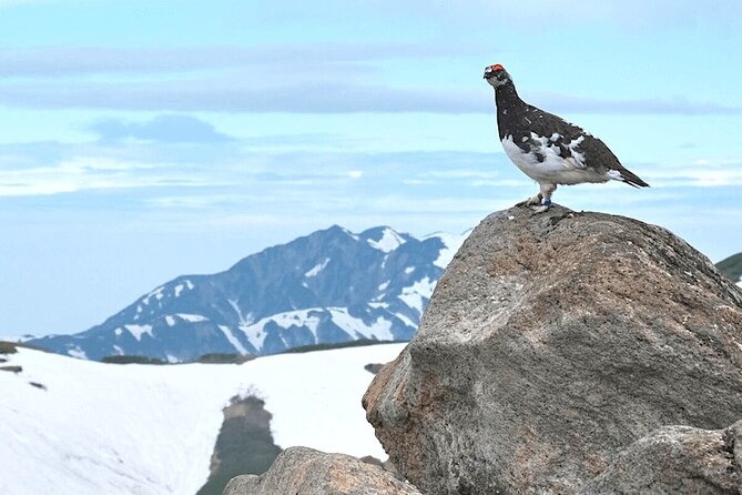(Spring Only) 1-Day Snow Walls of Tateyama-Kurobe Alpine Route Tour - Visiting the Snow Walls