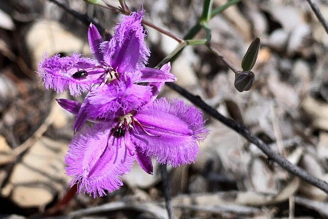 Spring Wildflower Private Day Tours - FAQ