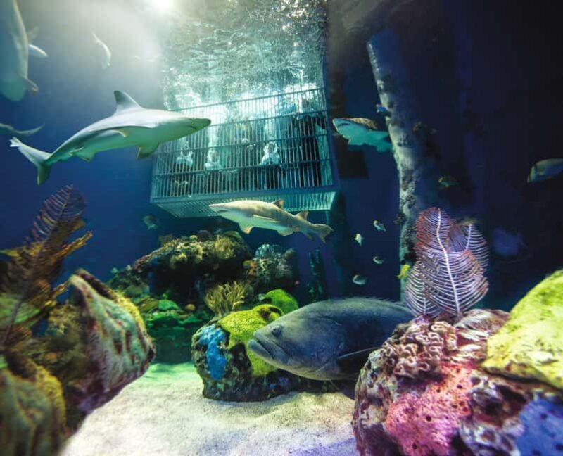 Springfield: Wonders of Wildlife National Museum & Aquarium - An Overview of What You Can Expect