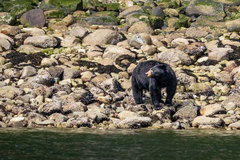 Squamish: Howe Sound Boat Tour with Wildlife Spotting - Final Thoughts