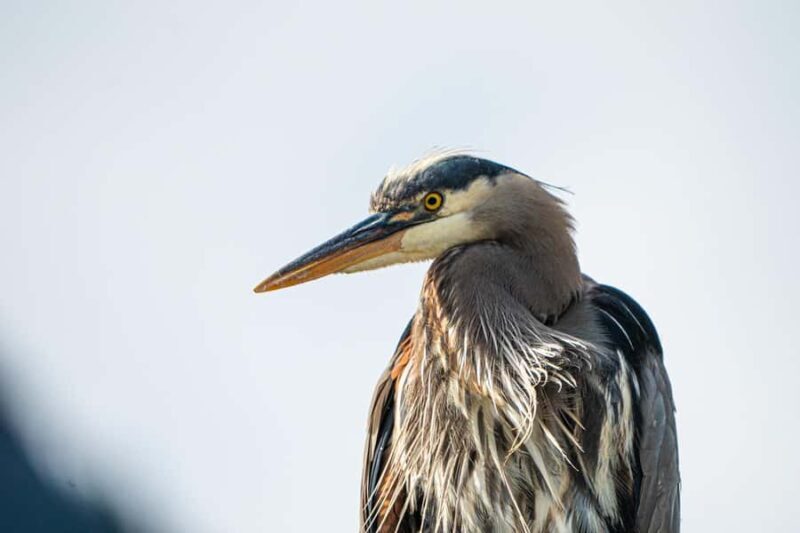 Squamish: Howe Sound Boat Tour with Wildlife Spotting - FAQ