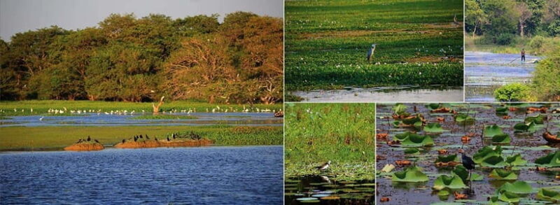 Sri Lanka: 12-Day Tour with Uncover the Rich Heritage - Days 4-6: From Anuradhapura to Jaffna—Travel, Culture, and Coastline
