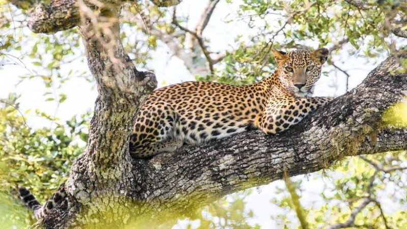 Sri Lanka: 15-Day Grand Tour With Vacation Time - Practical Tips for Travelers