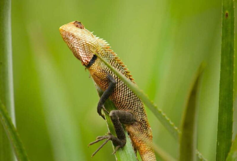 Sri Lanka 2-Day National Parks Trip, Hotel, Transport, Guide - Practical Tips for Travelers