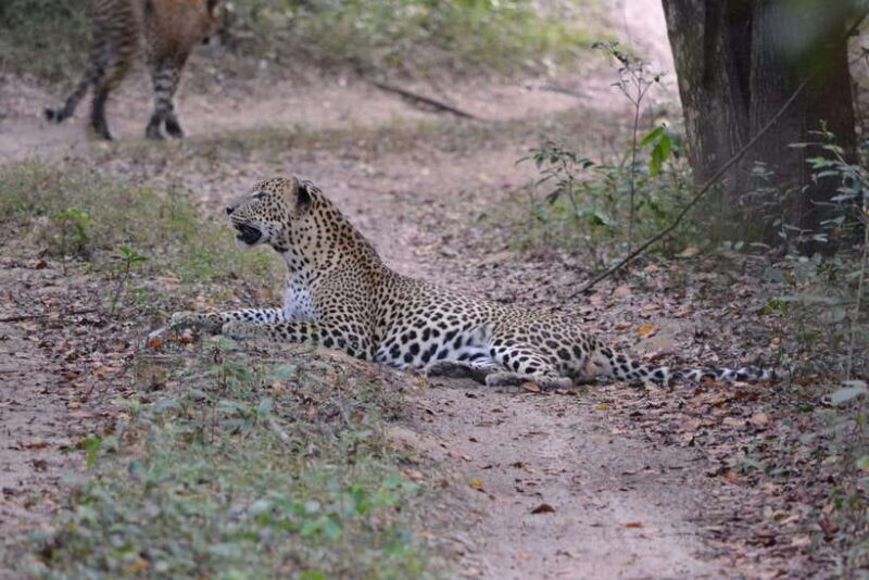 Sri Lanka 2-day Tour: 3 Amazing National Parks+River Safari - Key Points