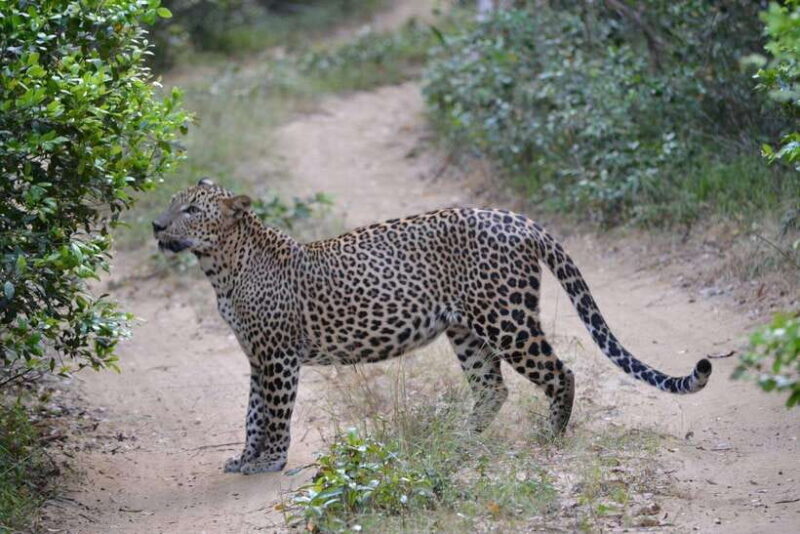 Sri Lanka 2-day Tour: 3 Amazing National Parks+River Safari - The Experience of a Typical Day