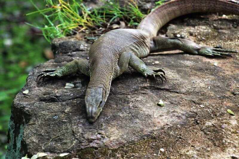 Sri Lanka 2-day Tour: 3 Amazing National Parks+River Safari - Who Will Love This Tour?