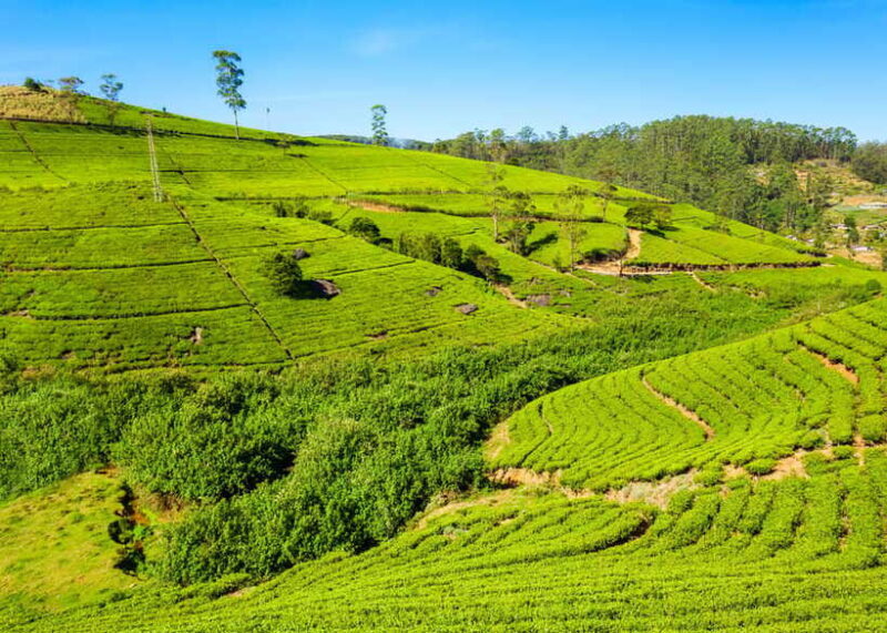Sri Lanka 3-day Private Tour: Kandy, Nuwara Eliya, Ella - Final Thoughts