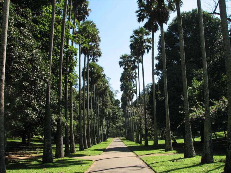 Sri Lanka 4-Day Kandy & Nuwara Eliya Tea & Hill Country Tour - Who Will Love This Tour?