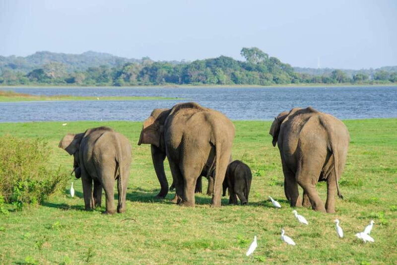 Sri Lanka: 4-Day Sri Lanka Private Tour+15 Amzing Places - A Closer Look at the Itinerary