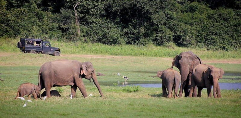 Sri Lanka 4-Day Tour Cultural Triangle, Rafting and Safari - What’s Included and What’s Not
