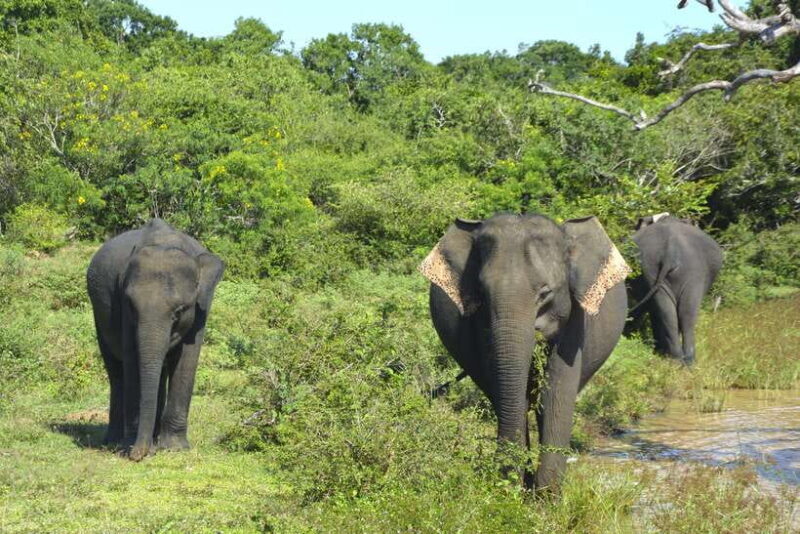 Sri Lanka: 4-Day Tour to Kitulgala, Kandy, and Sigiriya - An Authentic 4-Day Sri Lankan Journey