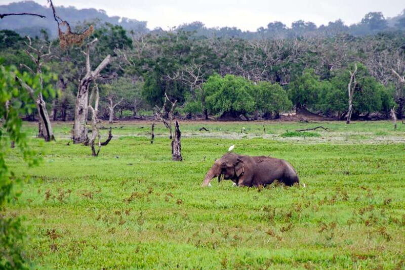 Sri Lanka 5-Day Private Guided Tour - Transportation and Group Size