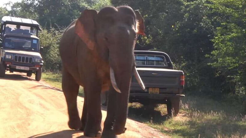Sri Lanka 5-Day Private Guided Tour - The Bottom Line