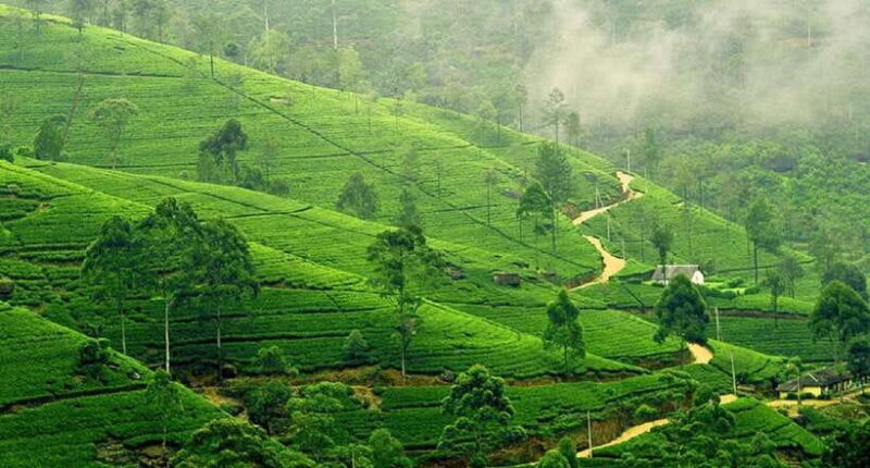 Sri Lanka 5-Day Private Guided Tour - Who Should Consider This Tour?