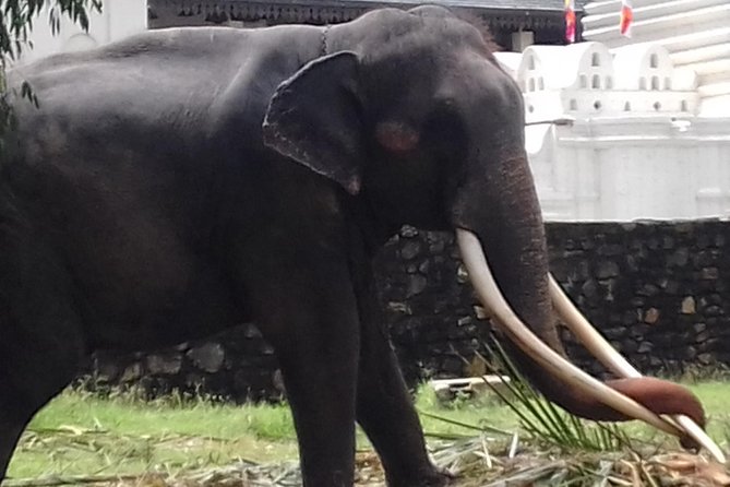 Sri Lanka 5 Day Privet Tour - Day 2 Activities