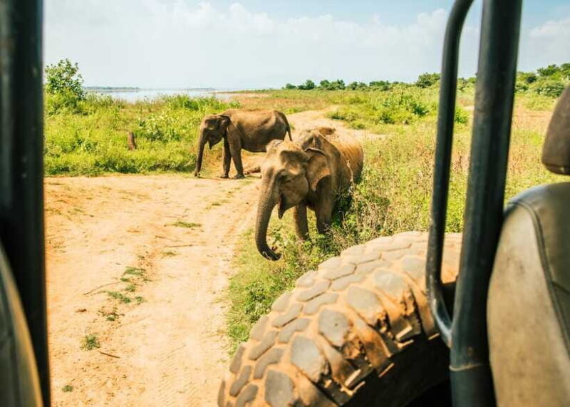 Sri Lanka: 5-Day Tour with Hill Country, Cultural Triangle - The Sum Up
