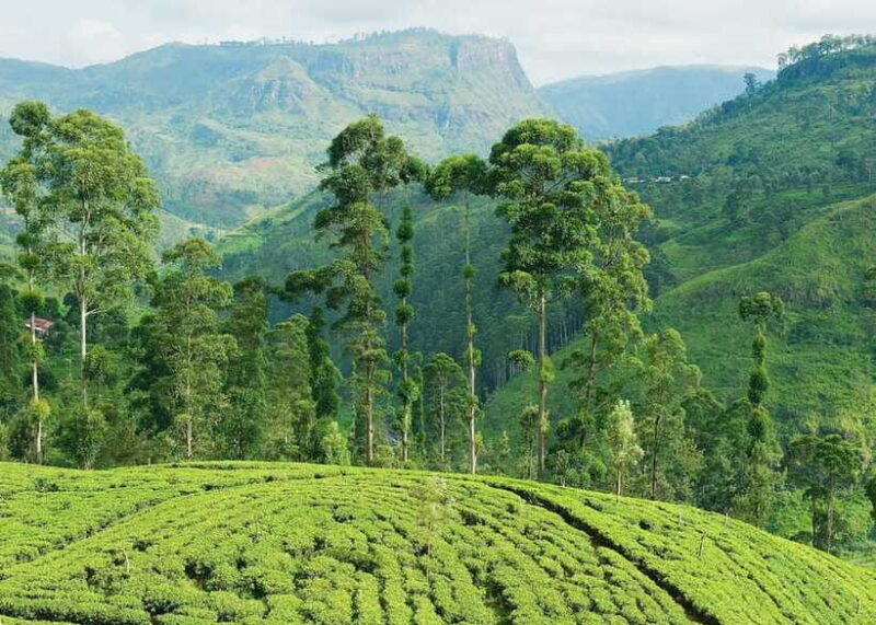 Sri Lanka: 5-Day Tour with Hill Country, Cultural Triangle - FAQs