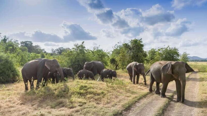 Sri Lanka: 6-Day Luxury Honeymoon Tour - Key Points