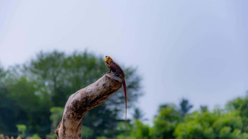 Sri Lanka: 6-Day Wildlife Safari Private Tour - Who Should Consider This Tour?