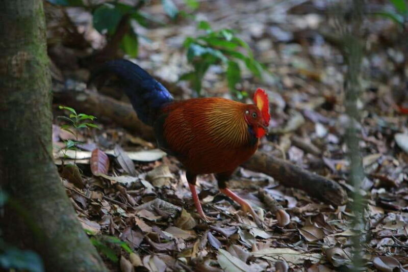 Sri Lanka: 6-Day Wildlife Safari Private Tour - The Sum Up