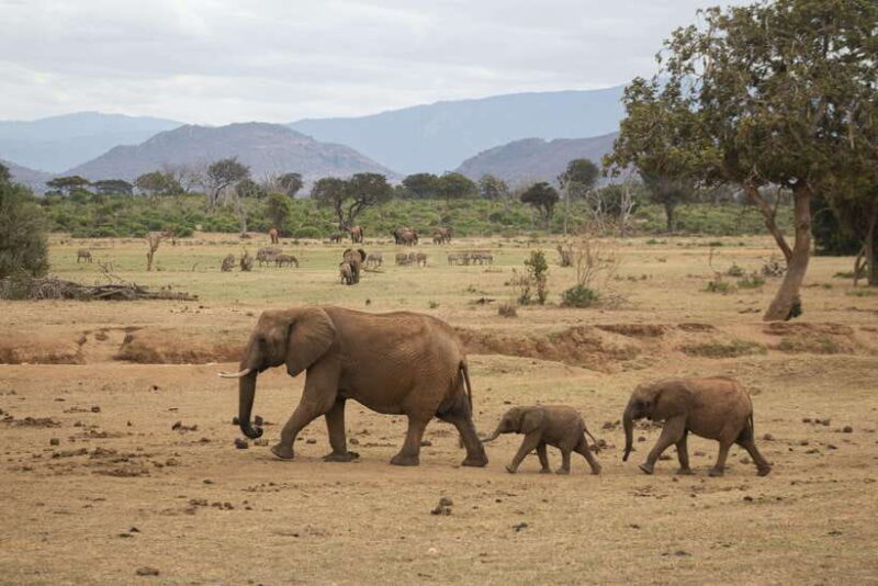 Sri Lanka: 6-Day Wildlife Safari Private Tour - Frequently Asked Questions