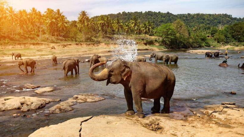 Sri Lanka: 6-DayTour of Kandy-Nuwara Eliya-Bentota & Colombo - An Overview of the 6-Day Itinerary