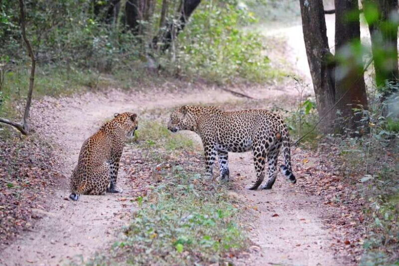 Sri Lanka 8-Day Private Tour-:25 Amazing Places+Activities - Final Thoughts