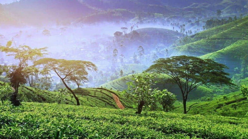 Sri Lanka : 8-Day Sri Lanka Temple & Spiritual Journey Tour - Key Points