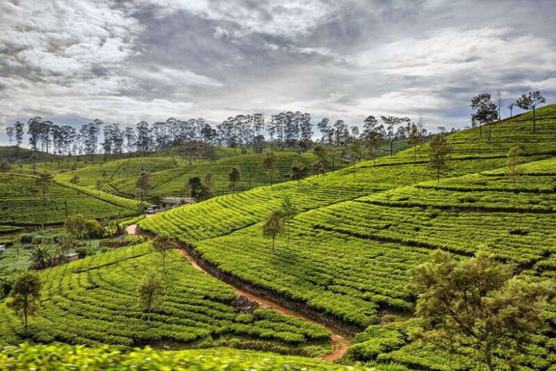 Sri Lanka: 9-Day Private Tour Hotels, Meals, Guide-Transport - Key Points