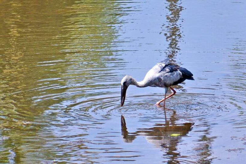 Sri Lanka Bentota: Private Mangrove Lagoon and River Cruise - What to Expect: The Details  