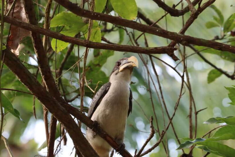 Sri Lanka Bentota: Private Mangrove Lagoon and River Cruise - Who Should Consider This Tour?  