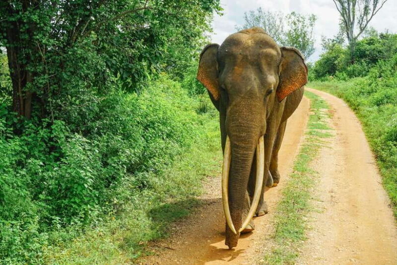 Sri Lanka cultural triangle full circle 3-day tour - Key Points