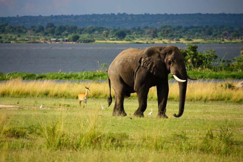Sri Lanka Cultural Triangle Private 2-Day Tour+Wildlife Tour - A Practical Look at the 2-Day Itinerary