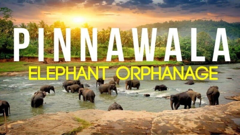 Sri Lanka : Day Tour to Pinnawala Elephant Orphanage & Zoo - The Itinerary: Structure and Highlights