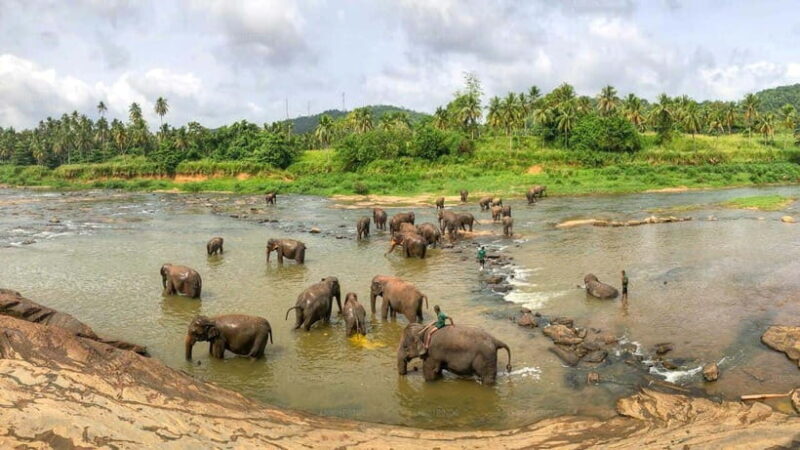 Sri Lanka : Day Tour to Pinnawala Elephant Orphanage & Zoo - FAQs