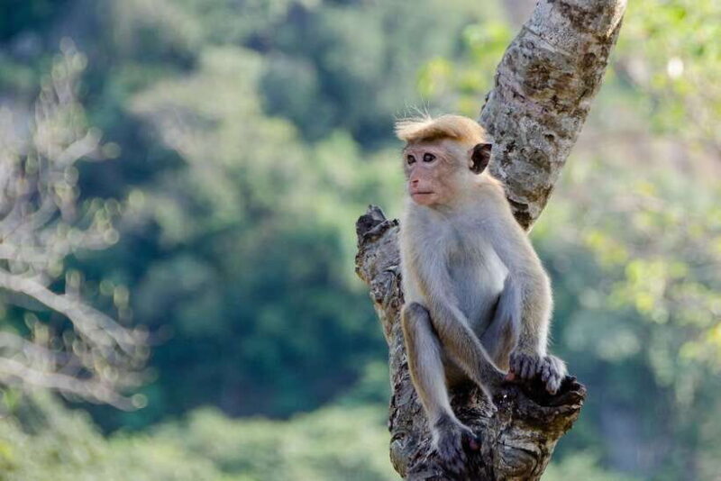 Sri Lanka Green Bless- 2-day Private Trip To Enjoy Nature - Things to Consider Before Booking